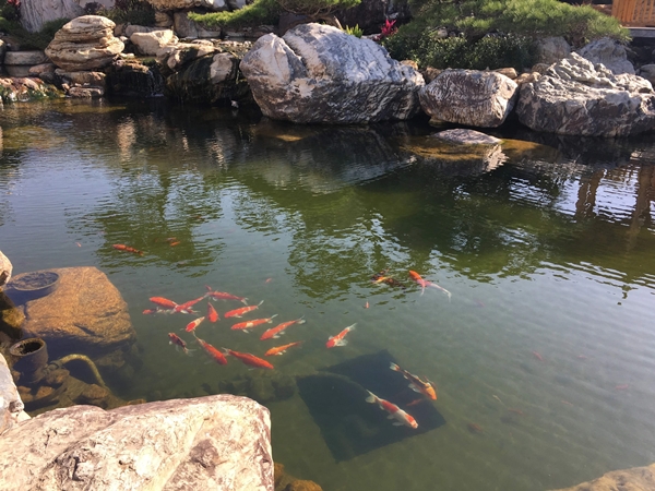 绿之艺园林景观：庭院花园水池风水布局与禁忌